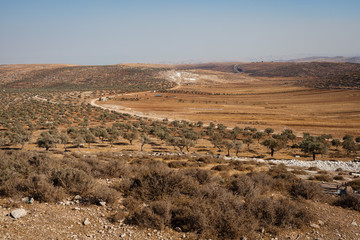 Desert landscape with olive trees