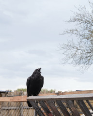 Black Raven sits and croaks