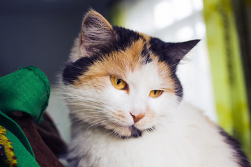 Naklejka na ściany i meble Portrait of calico cat with yellow eyes