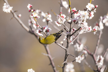 梅の花とメジロ
