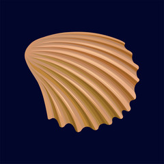 Rapana shell, an empty shell of a sea mollusk vector Illustration on a dark blue background