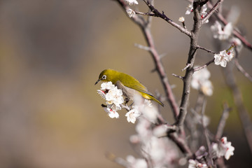 梅の花とメジロ