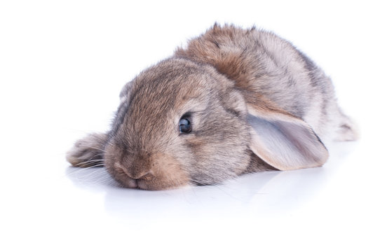 Isolated image of a brown bunny rabbit