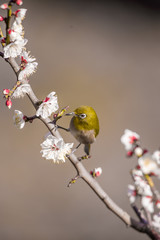 梅の花とメジロ