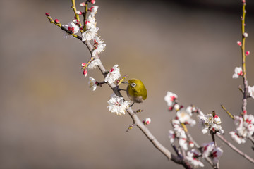 梅の花とメジロ