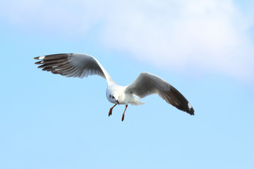 Seagull flying in the blue sky