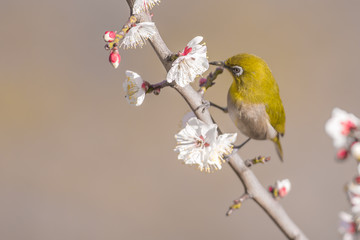 梅の花とメジロ
