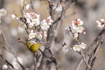 梅の花とメジロ