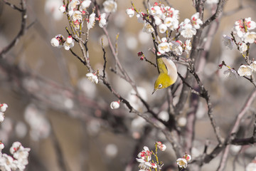 梅の花とメジロ