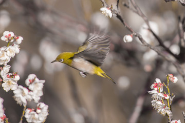 梅の花とメジロ