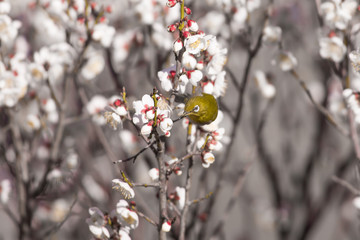 梅の花とメジロ
