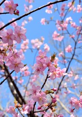 青空を背景にピンク色桜の花