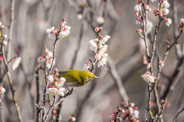 梅の花とメジロ