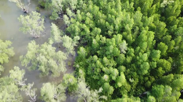 Mangrove forest aerial drone footage in Thailand