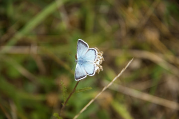 Farfalla 