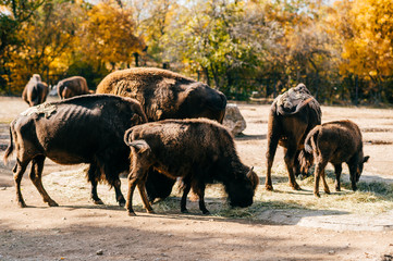Bull bison closeup portrait in western europe zoo. Furry brown dangerous herbivore animal habits in summer ooutdoor on field in wild nature. Buffalo wildlife. Prague zoo.