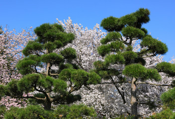 The Botanical Garden in Hamburg. Japanese pine and sakura tree in april afternoon.