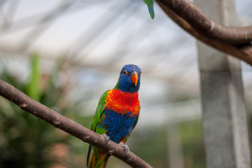 Colorful Lori Bird on Branch