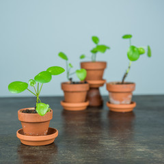 Zimmerpflanze - Pilea Peperomioides