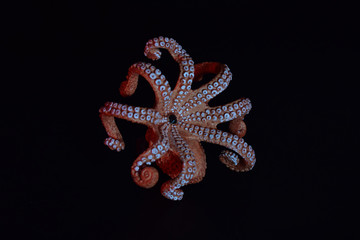 Child's toy octopus with colored gels. 