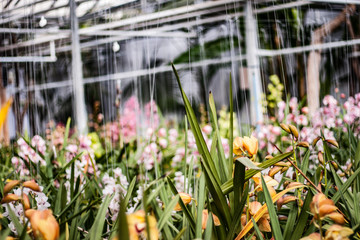 Flowers Growing