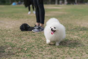 Cute White Dog