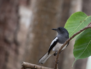 Oriental magpie robin ( Copsychus saularis )