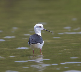 Fototapeta premium Black-winged Stilt (Himantopus himantopus)
