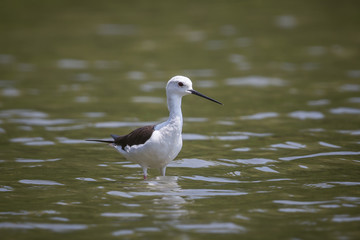 Black-winged Stilt (Himantopus himantopus)