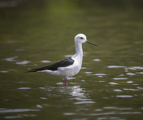 Black-winged Stilt (Himantopus himantopus)