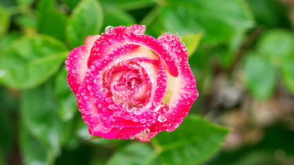 Droplet on a pink roses flower in the garden.