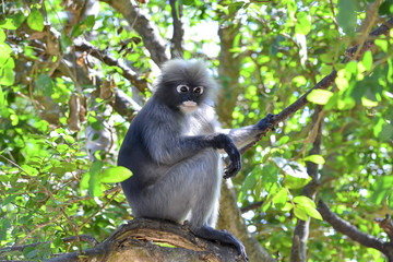 Look at activity of  Trachypithecus  on tree in the forest.