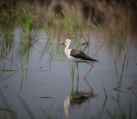 Black-winged Stilt (Himantopus himantopus)