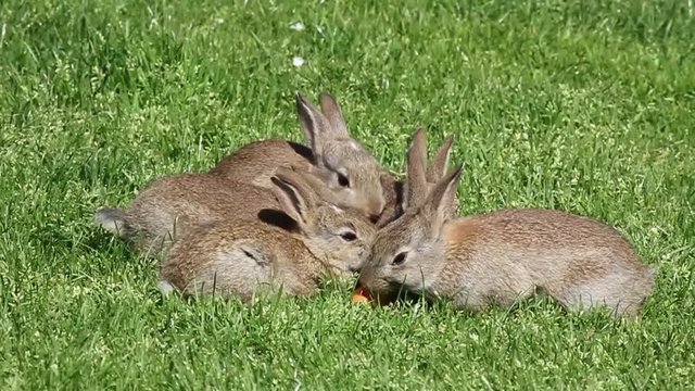 Rabbits eating corotes at the watertower in Mannheim at a beautiful day in spring