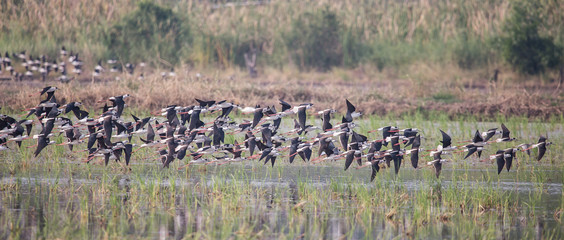 Black-winged Stilt (Himantopus himantopus)