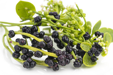 Malabar Spinach, Ceylon Spinach (Scientific name is Basella alba)