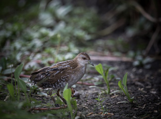 Baillon's Crake ( Porzana pusilla )
