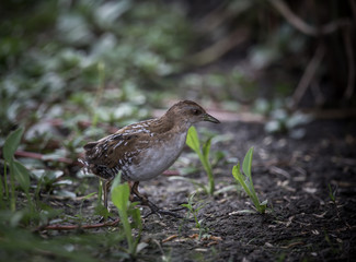 Baillon's Crake ( Porzana pusilla )