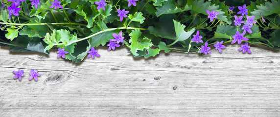 glockenblume auf holz