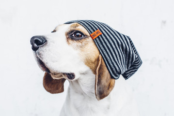 Beagle dog in striped hipster hat looking away
