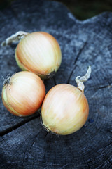 background of onion