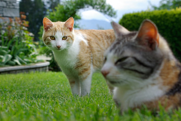Fototapeta na wymiar zwei Katzen im grünen Gras...