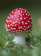 Fliegenpilz auf der Postalm
