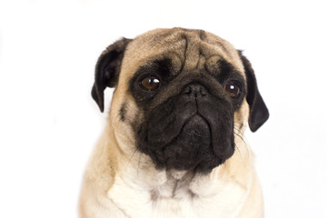 The pug dog sits and looks directly into the camera. Sad big eyes.