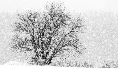 Lonely rowan in snowfall at March.