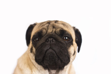 Obraz premium The pug dog sits and looks directly into the camera. Sad big eyes.
