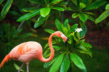 Der rosa Karibik-Flamingo geht aufs Wasser. Rosa Flamingo geht auf einen Sumpf