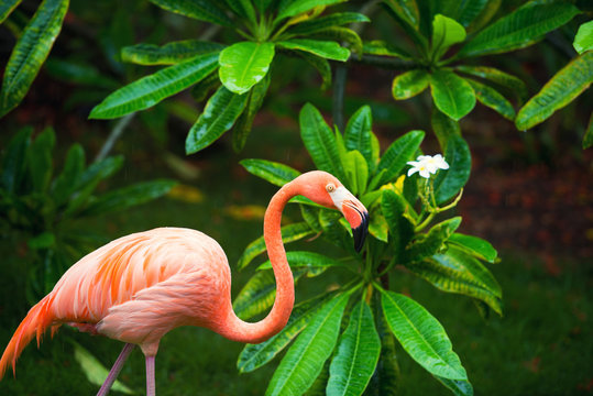 The pink Caribbean flamingo goes on water. Pink flamingo goes on a swamp