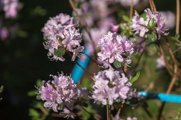 Beautiful Pink Flowers with Green Leaves in Green Meadow