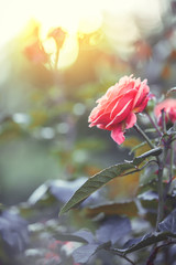 Fototapeta premium Red garden rose. Flower in flowerbed in morning fresh sunshine